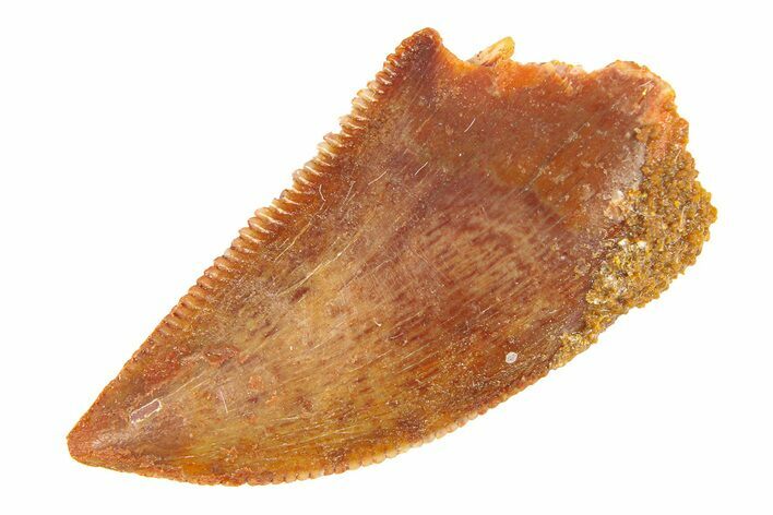 Serrated, Raptor Tooth - Real Dinosaur Tooth #291855